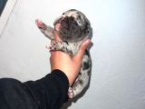 Irk Standartlarına Uygun Merle French Bulldog Yavrularımız