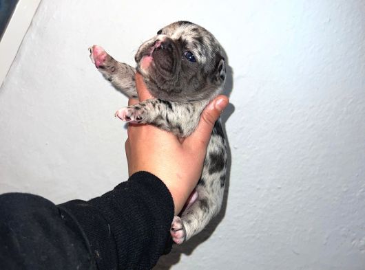 Irk Standartlarına Uygun Merle French Bulldog Yavrularımız görsel