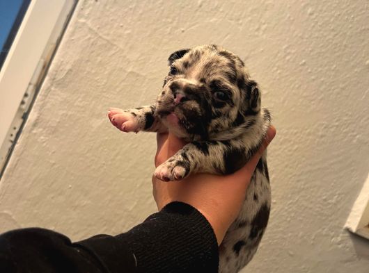 Irk Standartlarına Uygun Merle French Bulldog Yavrularımız görsel