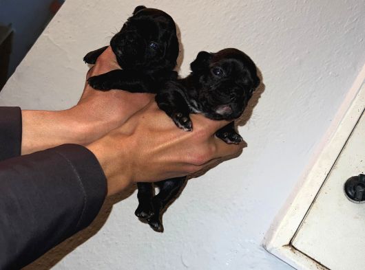 Irk Standartlarına Uygun Merle French Bulldog Yavrularımız görsel