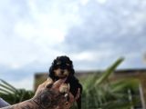Nadir Renk Phantom Toy Poodle Yavrular