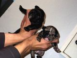 Irk Standartlarına Uygun Merle French Bulldog Yavrularımız