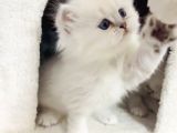 Silver Point Longhair Kızımız