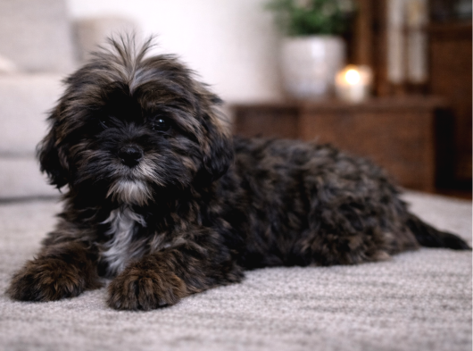 Nadir Altın Çikolata Rengi Shih Tzu Yavru  10 Ocak Doğumlu görsel