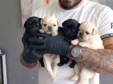 SAFKAN PUG YAVRULARI