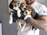 SAFKAN ELİZABETH BEAGLE İLANLARI