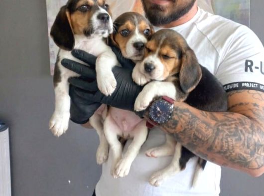 Safkan Eli̇zabeth Beagle İlanlari