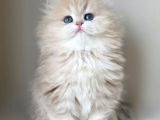 Dünya Güzeli Kusursuz Bebek AY Golden British Longhair