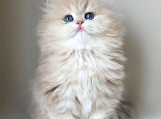 Dünya Güzeli Kusursuz Bebek Ay Golden British Longhair