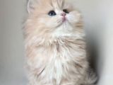 Dünya Güzeli Kusursuz Bebek Ay Golden British Longhair