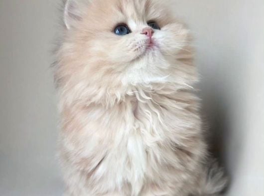 Dünya Güzeli Kusursuz Bebek Ay Golden British Longhair görsel