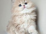 Dünya Güzeli Kusursuz Bebek Ay Golden British Longhair