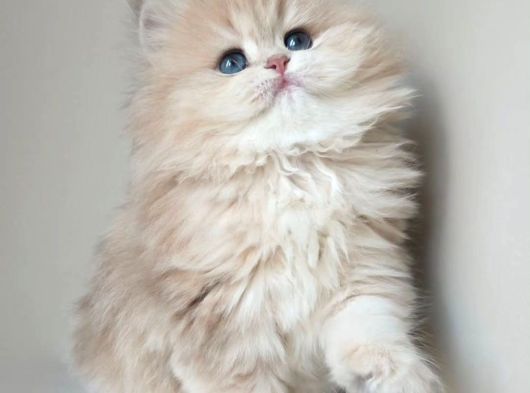 Dünya Güzeli Kusursuz Bebek Ay Golden British Longhair görsel