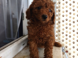 Şeker Tadında Pofuduk Poodle Bebekler