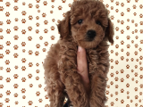 Şeker Tadında Pofuduk Poodle Bebekler