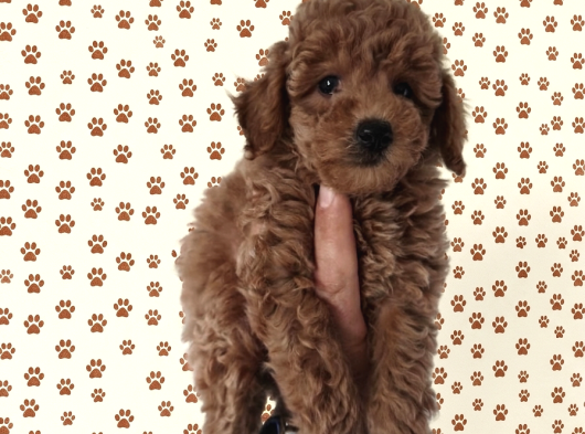 Şeker Tadında Pofuduk Poodle Bebekler görsel