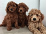 Şeker Tadında Pofuduk Poodle Bebekler