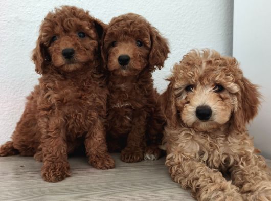 Şeker Tadında Pofuduk Poodle Bebekler görsel