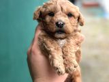 Sevimli mi sevimli Maltipoo yavrularımız