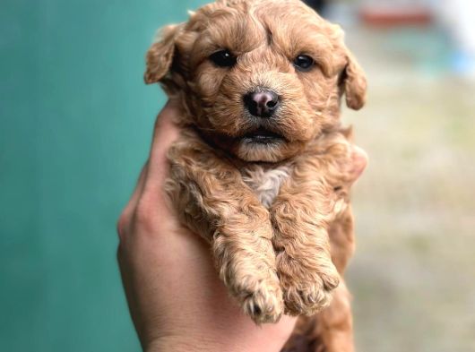 Sevimli Mi Sevimli Maltipoo Yavrularımız