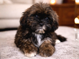 Nadir Altın Çikolata Rengi Shih Tzu Yavru  10 Ocak Doğumlu