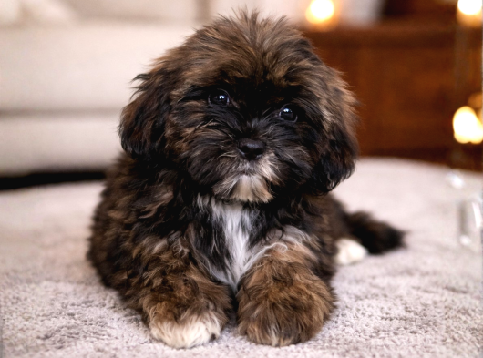Nadir Altın Çikolata Rengi Shih Tzu Yavru  10 Ocak Doğumlu görsel