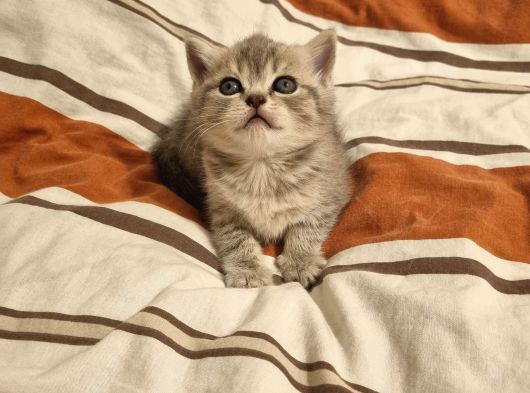 Pamuk Şekerlerim görsel