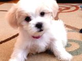 Kar Beyaz Maltese Terri̇er Ci̇nsleri̇
