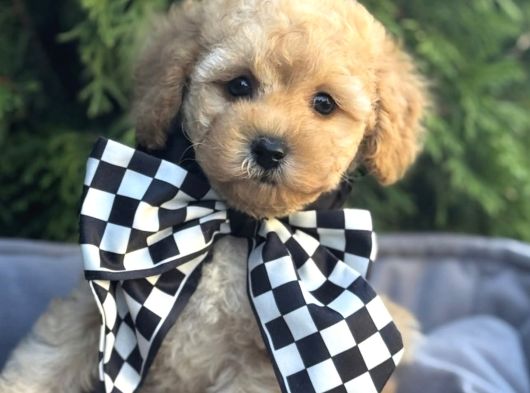 Malti̇poo Ci̇nsi̇ Yavrular Ev Üreti̇mi̇
