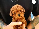 TOY POODLE SEVİMLİ YAVRULAR EV ÜRETİMİ