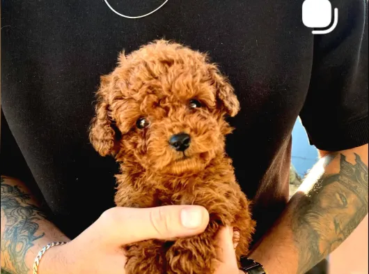 Toy Poodle Sevi̇mli̇ Yavrular Ev Üreti̇mi̇