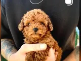 Toy Poodle Sevi̇mli̇ Yavrular Ev Üreti̇mi̇
