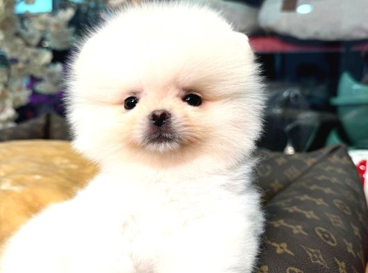 POMERRİAN BOO SEVİMLİ YAVRULAR