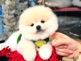 Pomerri̇an Boo Sevi̇mli̇ Yavrular