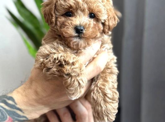 Toy Poodle Sevi̇mli̇ Yavrular Ev Üreti̇mi̇ görsel