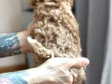 Toy Poodle Sevi̇mli̇ Yavrular Ev Üreti̇mi̇