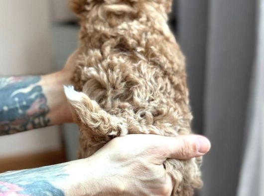 Toy Poodle Sevi̇mli̇ Yavrular Ev Üreti̇mi̇ görsel