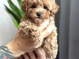 Toy Poodle Sevi̇mli̇ Yavrular Ev Üreti̇mi̇