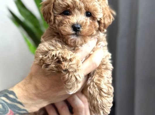 Toy Poodle Sevi̇mli̇ Yavrular Ev Üreti̇mi̇ görsel