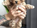 Toy Poodle Sevi̇mli̇ Yavrular Ev Üreti̇mi̇