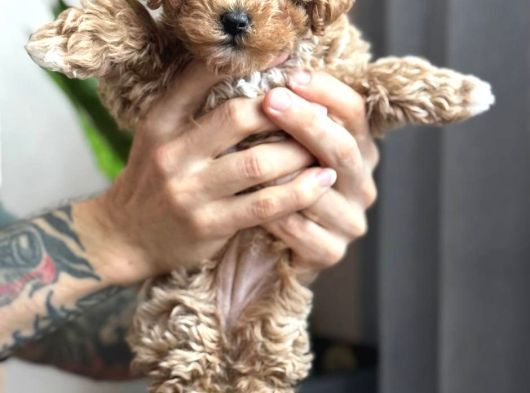 Toy Poodle Sevi̇mli̇ Yavrular Ev Üreti̇mi̇ görsel