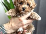 TOY POODLE SEVİMLİ YAVRULAR EV ÜRETİMİ