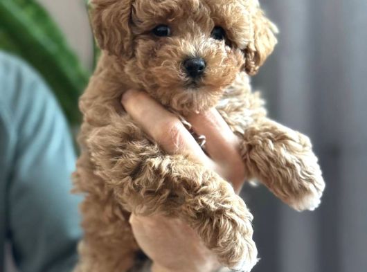 Toy Poodle Sevi̇mli̇ Yavrular Ev Üreti̇mi̇ görsel