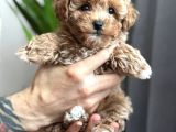 Toy Poodle Sevi̇mli̇ Yavrular Ev Üreti̇mi̇