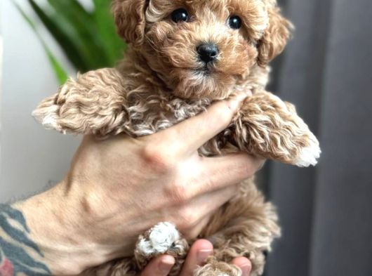Toy Poodle Sevi̇mli̇ Yavrular Ev Üreti̇mi̇ görsel