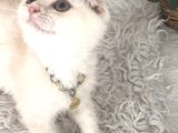 Scottish Fold Krem Gold Oğlum