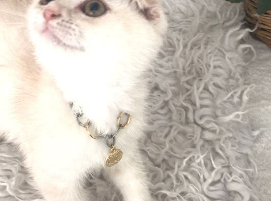 Scottish Fold Krem Gold Oğlum görsel