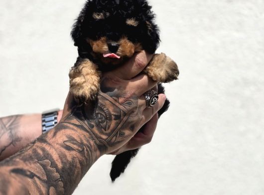 Özel Renk Phantom Toy Poodle Yavrular görsel