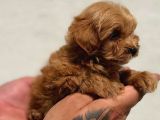 Irk Ve Sağlık Garantili Maltipoo Bebekler