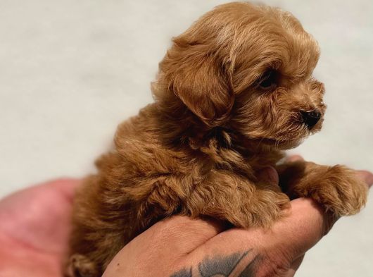 Irk Ve Sağlık Garantili Maltipoo Bebekler görsel